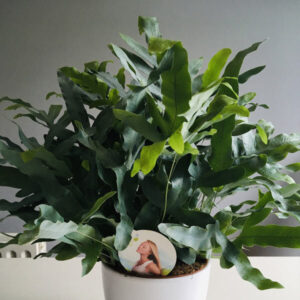 blue fern indoor plant Flowers for Delivery in Dublin