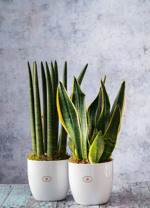 house plants delivery flowers Dublin