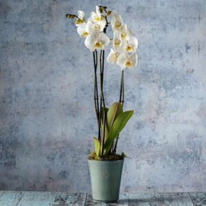 orchid house plants flowers delivery Dublin