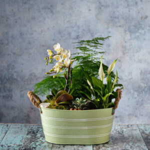 orchid planter Flowers for Delivery in Dublin