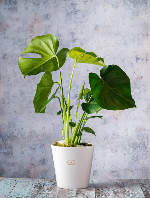 house plants delivery flowers Dublin