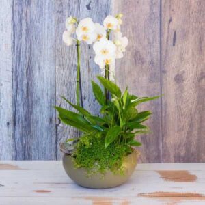 orchid flower arrangement Flowers for Delivery in Dublin