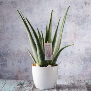 Aloe Vera Flowers delivery Dublin