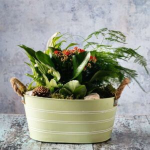 oasis florists indoor planter