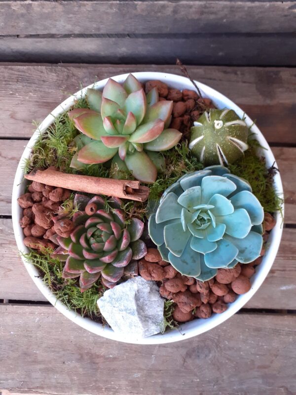 succulent bowl oasis florists terenure