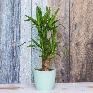 Yucca Plant