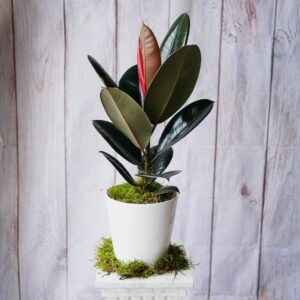 house plants dublin florists