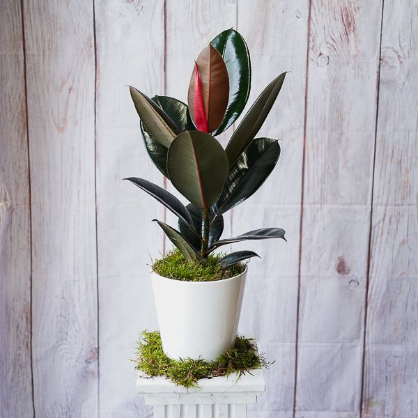 house plants dublin florists