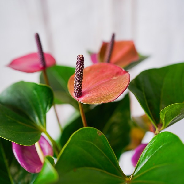 anthurium house plant or office plant