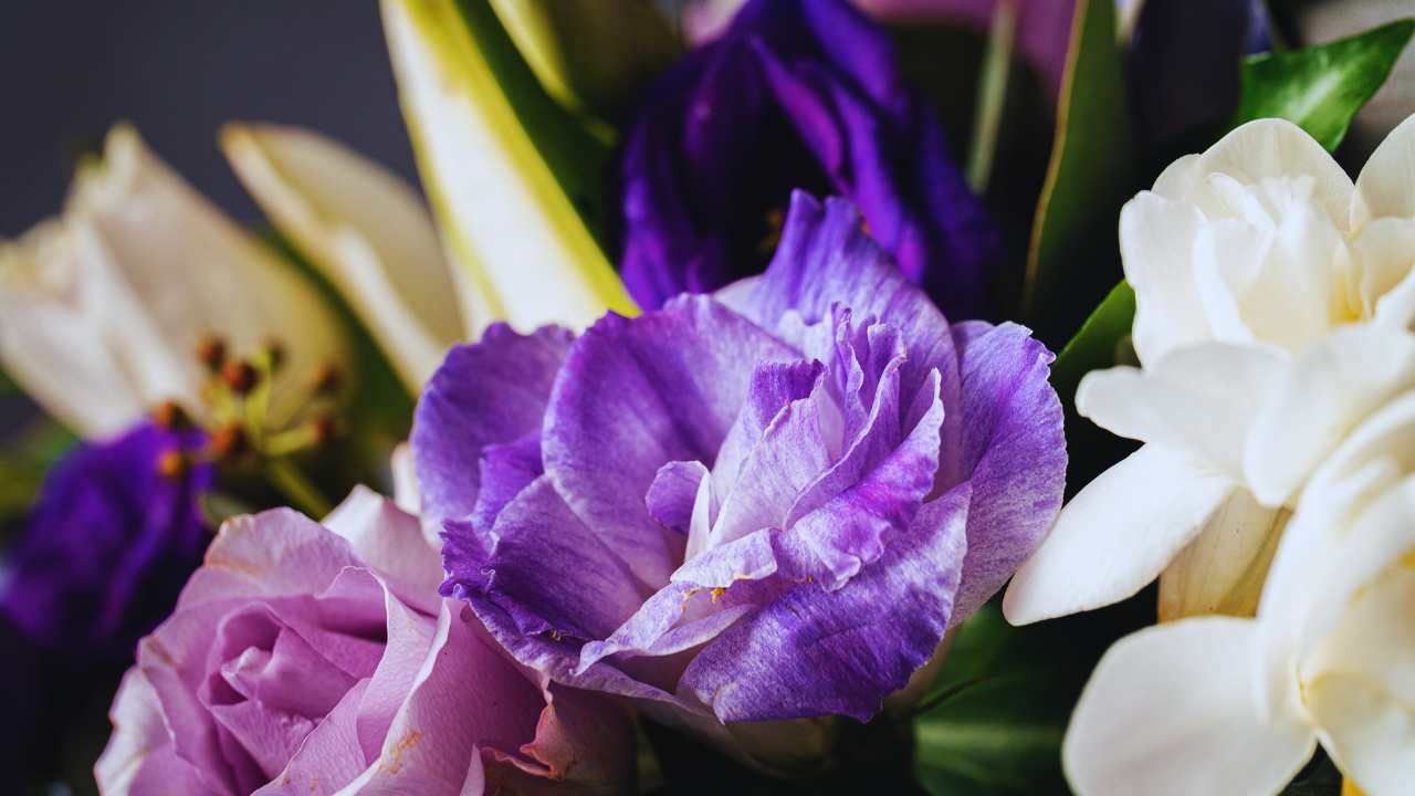 Sensory Blooms: An Immersive Journey through Our Flower Selection at Oasis Florists