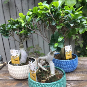 Ficus Ginseng Bonsai Tree