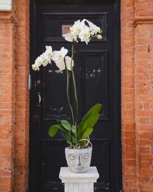 The Big White Orchid -